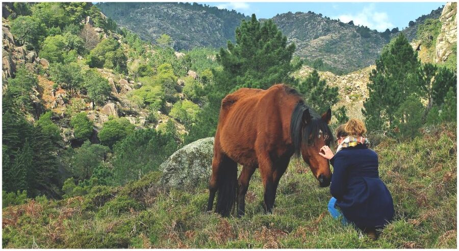 From Porto: Peneda-Gerês National Park Tour with Lunch - Lunch, wine, and a generous northern meal