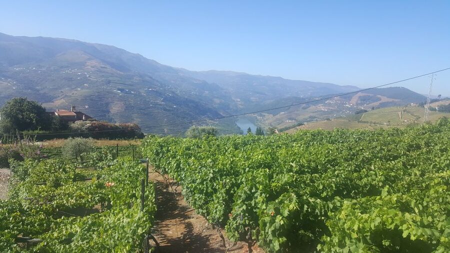 From Porto: Private Douro Valley Tour with Booking Service - Lunch and wine around Peso da Régua