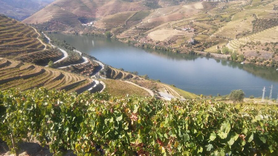 From Porto: Private Douro Valley Tour with Cruise and Wine - A private format with room to adjust