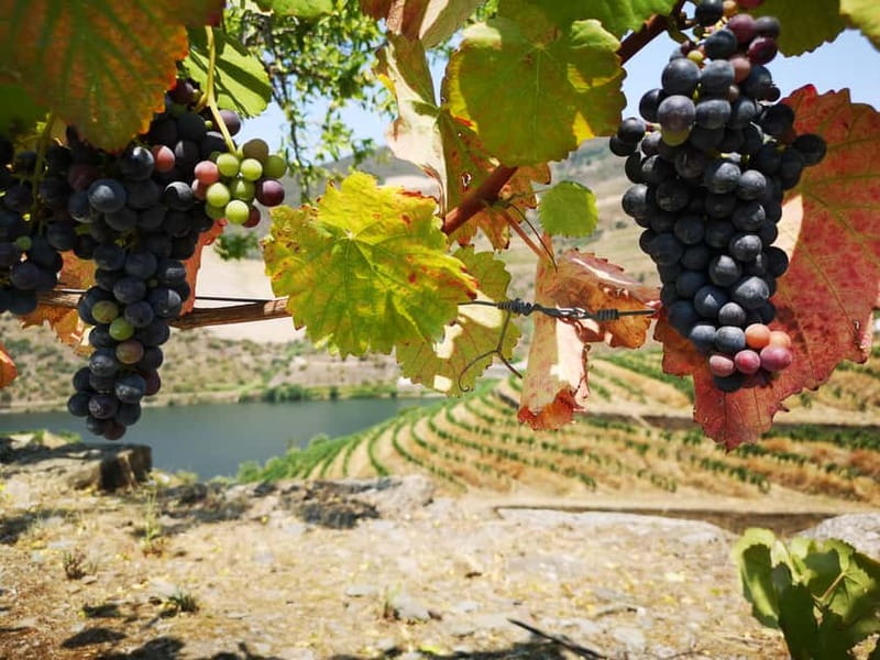 From Porto: Tastings at 2 Wineries, Chef's Lunch & Boat Tour - Pinhão, vineyards, and the second estate