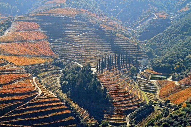 Full Day, Wine Tasting, River Cruise and Lunch from Porto - Why this is an efficient way to see the Douro