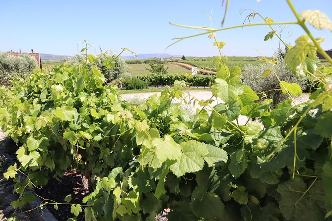 Genuine Douro Valley Tour: Visit 2 Wineries, Lunch & River Cruise - Is $114.41 a fair price?