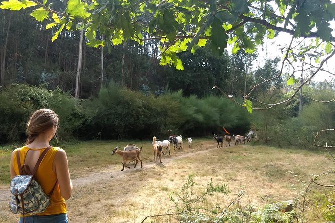 Half-day Hike & Picnic with Dog Love in Porto's Mountains - Walking with Shy, the four-legged co-guide