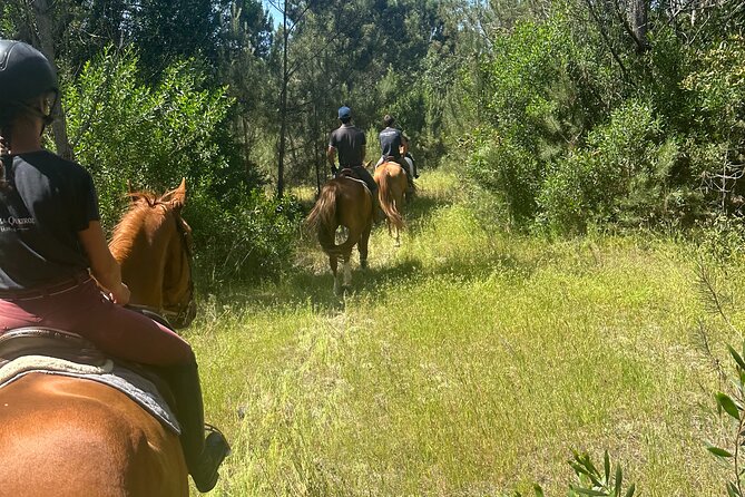 Horse Riding in the Countryside - A quiet hour on horseback near Aveiro
