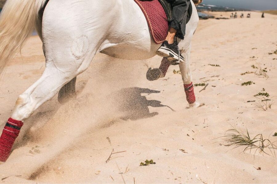 Horseback Riding Tour - A gentle ride, not a galloping adventure
