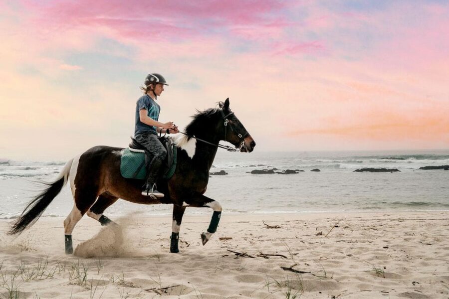 Horseback Riding Tour - Horses, stable standards, and what to ask