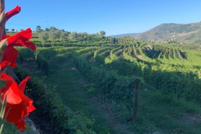 Lamego: Quinta da Portela de Baixo Winery Tour and Tasting