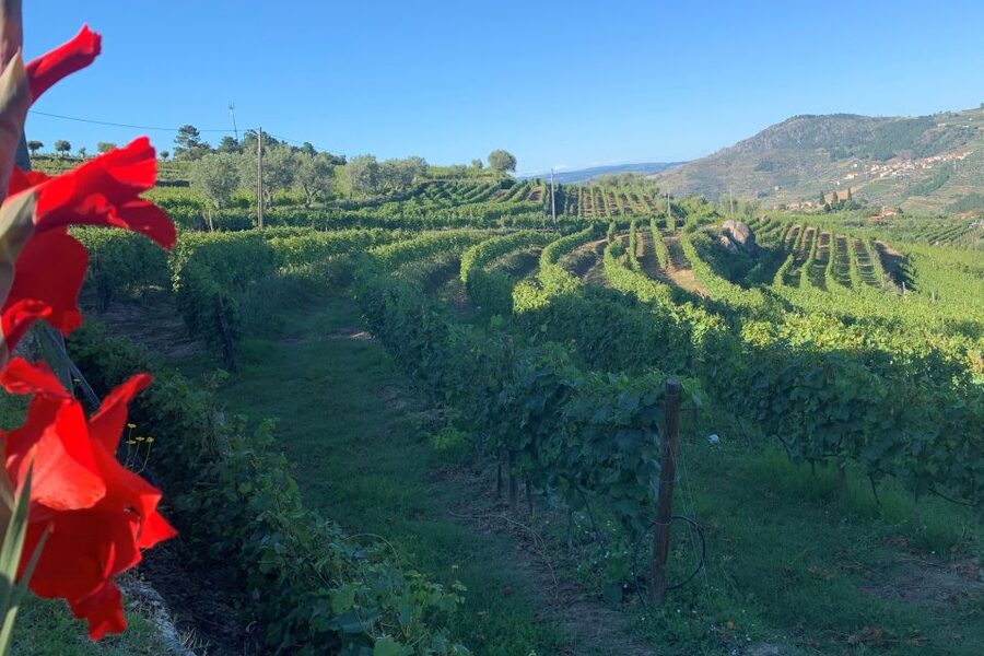 Lamego: Quinta da Portela de Baixo Winery Tour and Tasting - A 200-year story in the wine cellar museum