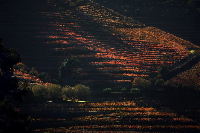 Lunch and Wine Tasting in the Douro Valley Region - Key points at a glance