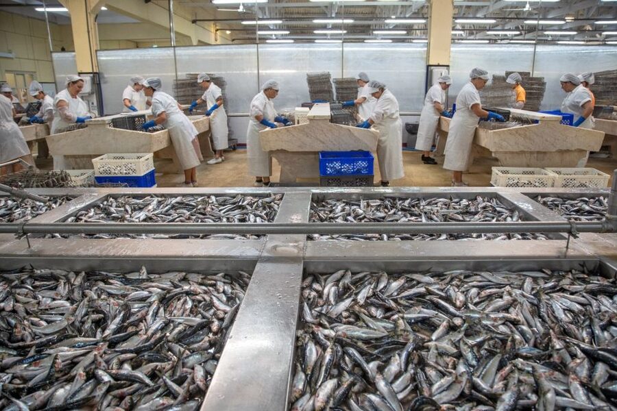 Matosinhos: Conservas Pinhais Factory Tour - Who Will Enjoy This Tour Most