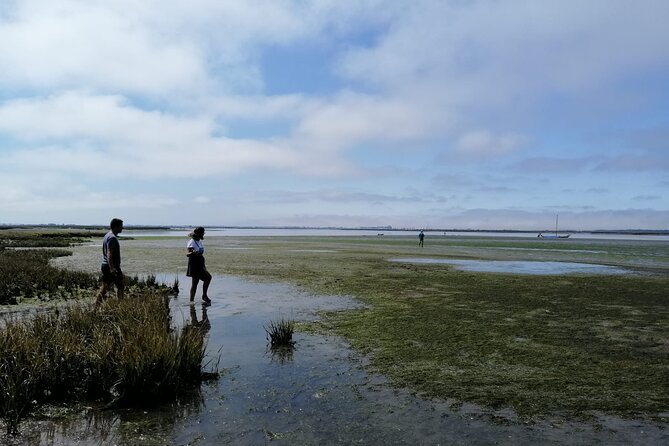 Moliceiro boat tour through the Ria de Aveiro! - What you see from the traditional boat