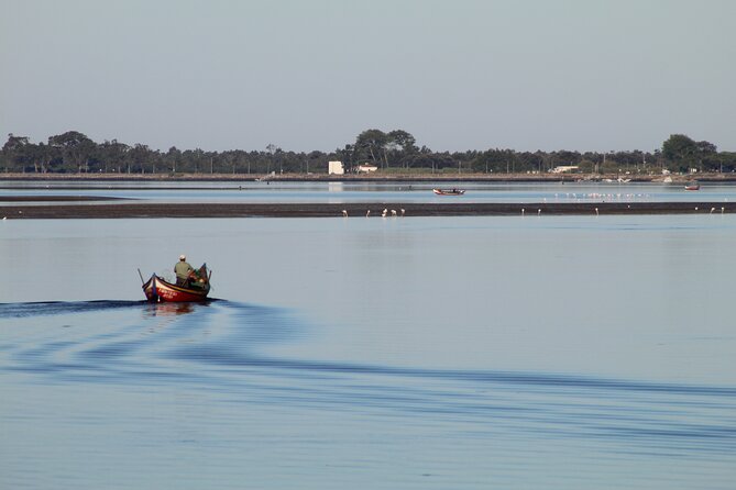 Moliceiro boat trip, with experience in bivalves harvesting - Key points to know before booking