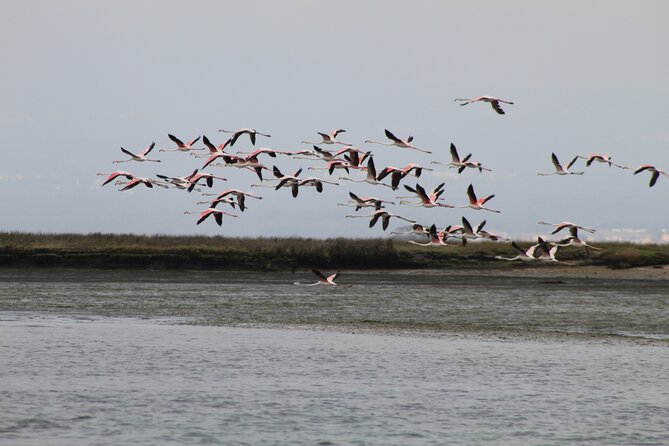 Moliceiro boat trip, with experience in bivalves harvesting - Timing, meeting point, and weather