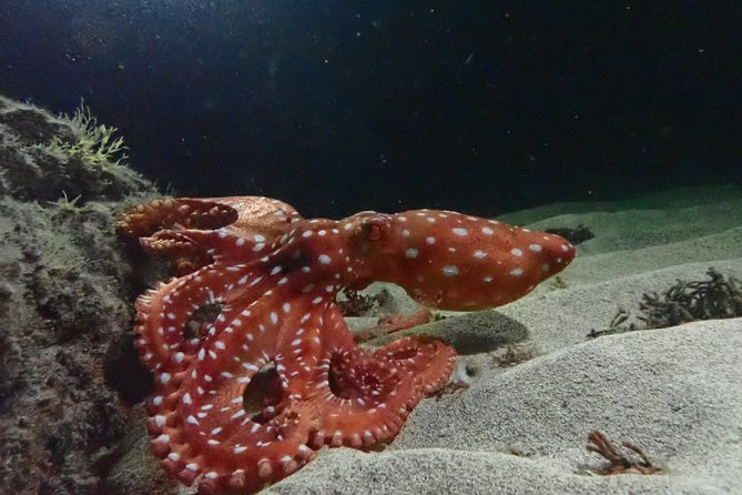 Night Snorkeling Tour - Key points to know before booking
