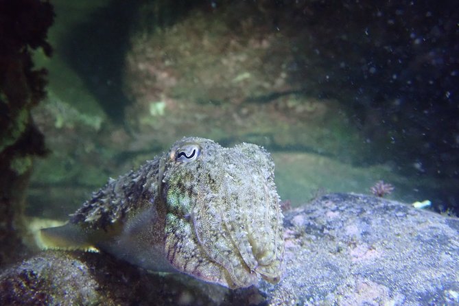 Night Snorkeling Tour - Why Porto Santo’s night sea is so unusual
