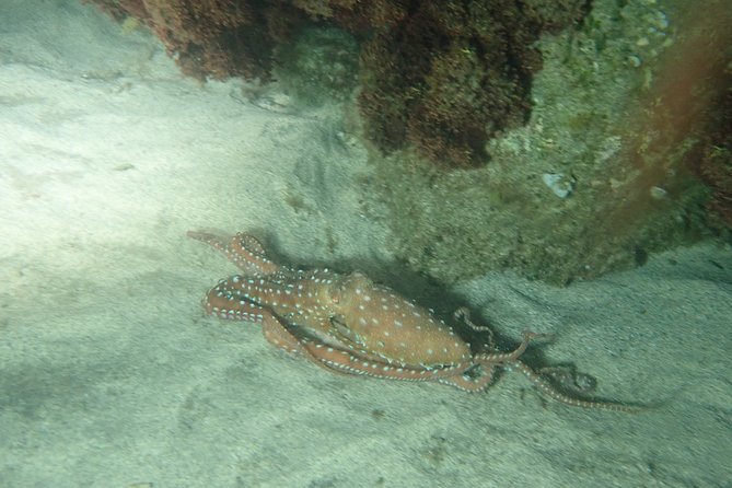 Night Snorkeling Tour - Why the guide makes such a difference