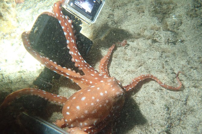 Night Snorkeling Tour - The cold, the darkness, and the group size