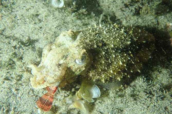 Night Snorkeling Tour - What happens from the 10:00 pm pickup onward