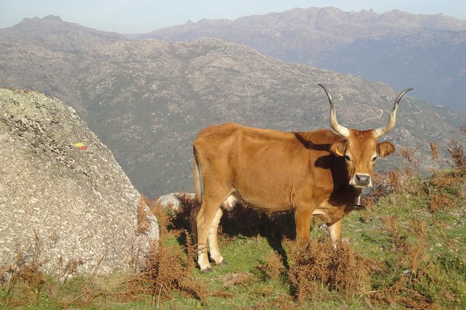 Peneda-Gerês National Park - Nature & Tastings - - Roman roads and the park’s older story