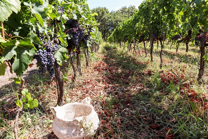 Porto: Douro Valley, 2 Wine Regions, Sommelier, Boat Trip & Lunch - What the sommelier adds