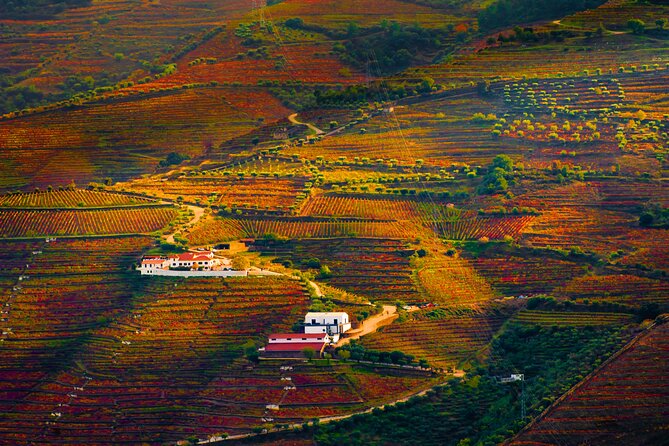 Porto: Douro Valley, 2 Wine Regions, Sommelier, Boat Trip & Lunch - The value at $135.16