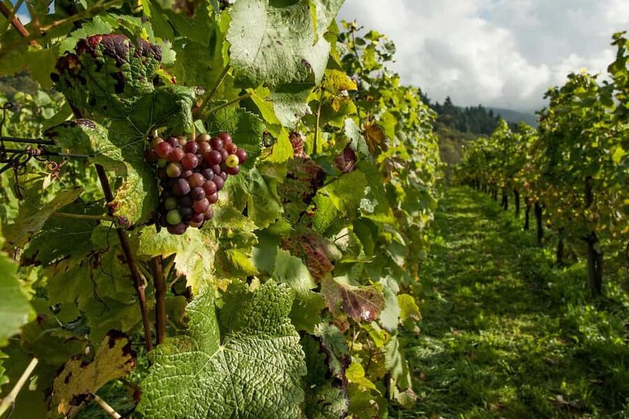 Porto: Douro Valley Tour at 2 Wineries with Lunch and Cruise - Pinhão and the 50-minute Rabelo boat ride