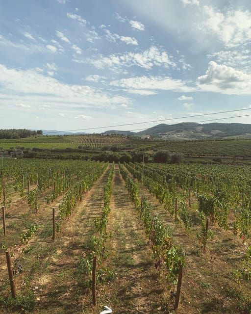 Porto: Douro Valley Tour w/ 3 Tastings, Lunch, & Opt. Cruise - A family winery lunch with Douro and Port