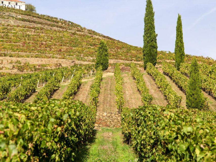 Porto: Douro Valley Tour with 3 vineyards and lunch. - Why this day trip works from Porto