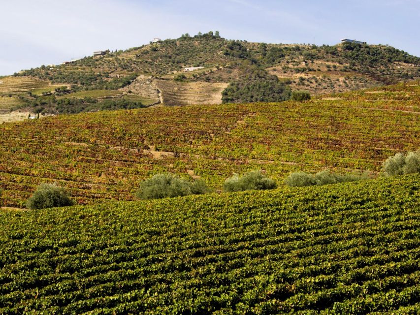 Porto: Douro Valley Tour with 3 vineyards and lunch. - The third estate adds variety