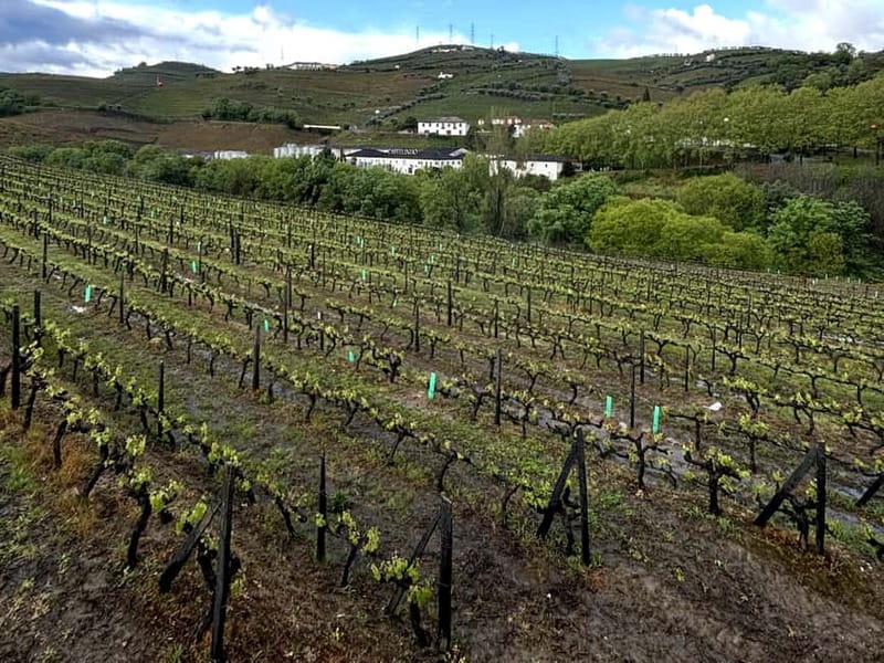 Porto: Douro Valley Tour with 3 Wineries and Lunch - Pinhão: the first wine tasting