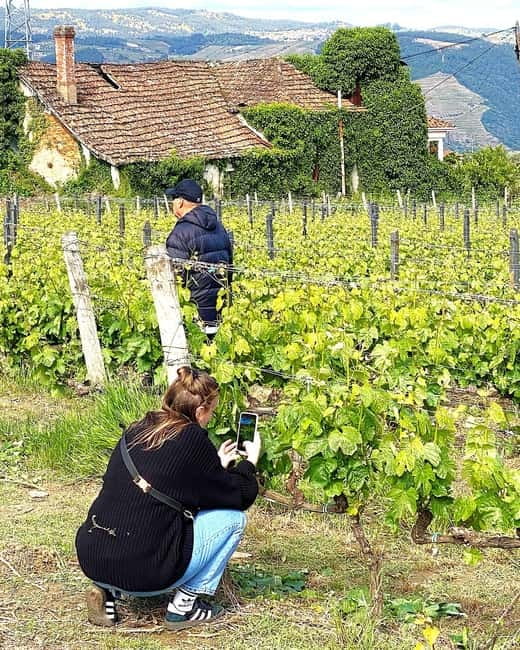 Porto: Douro Valley Tour with 3 Wineries and Lunch - Sabrosa lunch with wine and Port
