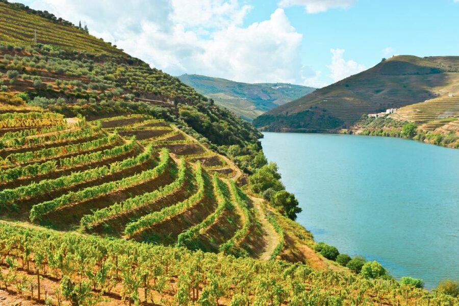 Porto: Douro Valley Tour with Wine Tasting, Cruise and Lunch - Who Should Book This Douro Tour