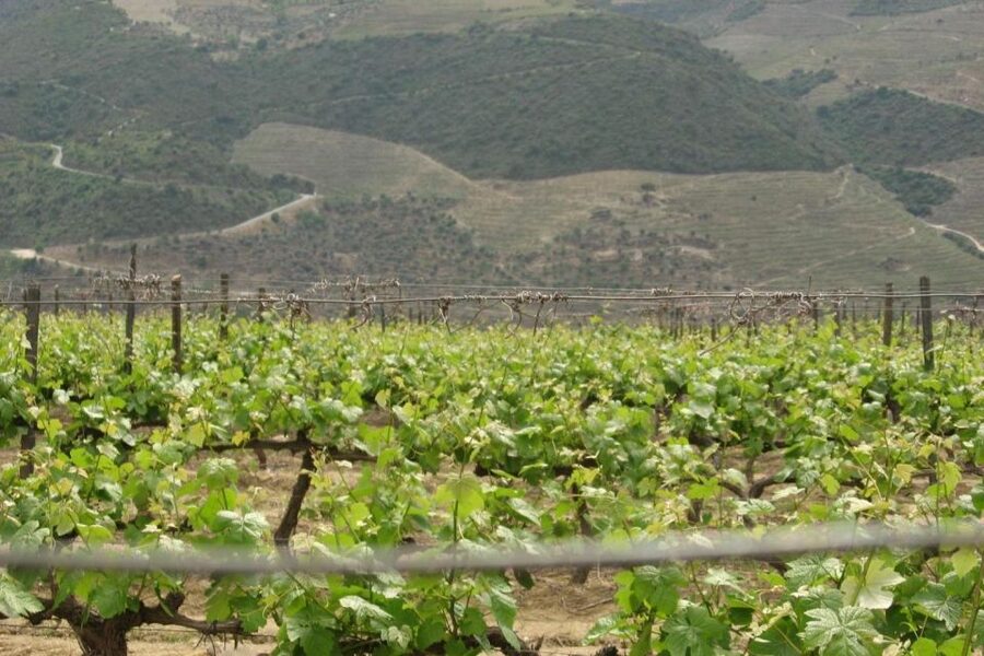 Porto: Douro Valley Wine Tour - Pinhão, Port Country by the River