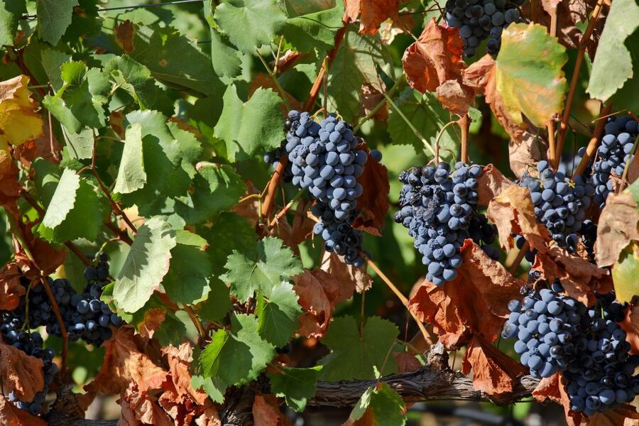 Porto: Douro Valley Wine Tour - Lunch Keeps the Long Day on Track