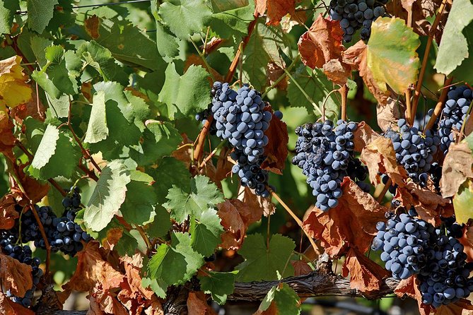 Porto: Douro Valley Wine Tour Including Lunch - How much wine education do you really get?