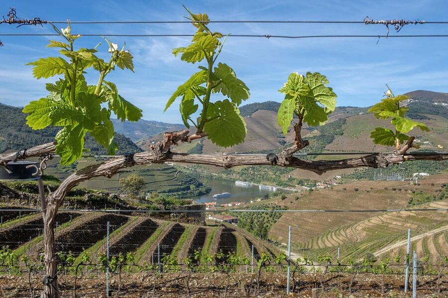 Porto: Douro Valley Wine Tour with a Sommelier & Boat Trip - Should you book the Douro Valley wine tour?