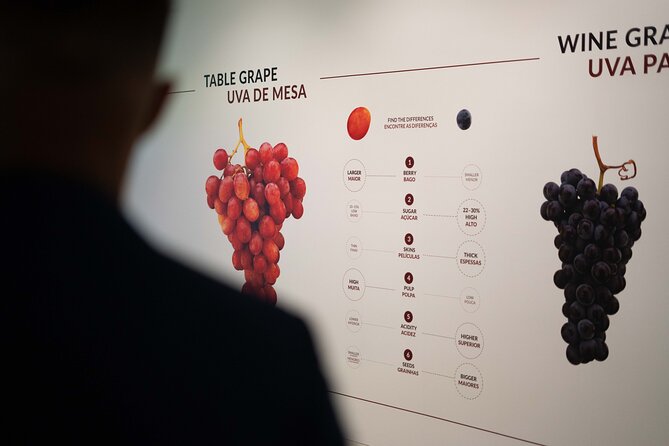 Porto: Wine Experience Museum with 3 Wine Tastings - How this compares with a traditional cellar tasting