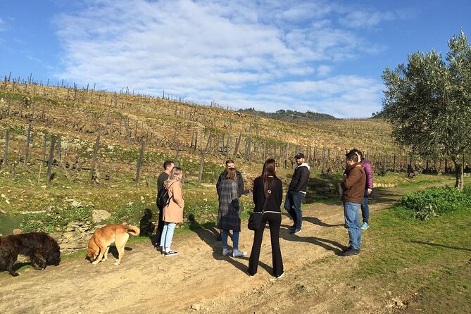 Premium Douro Valley Small-Group Tour, Wine Tasting, Lunch & Boat - Why this Douro day trip works