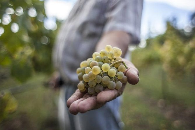 Premium Private Vinho Verde Tour:3 Wineries with Tastings & Lunch - Key points to know before booking