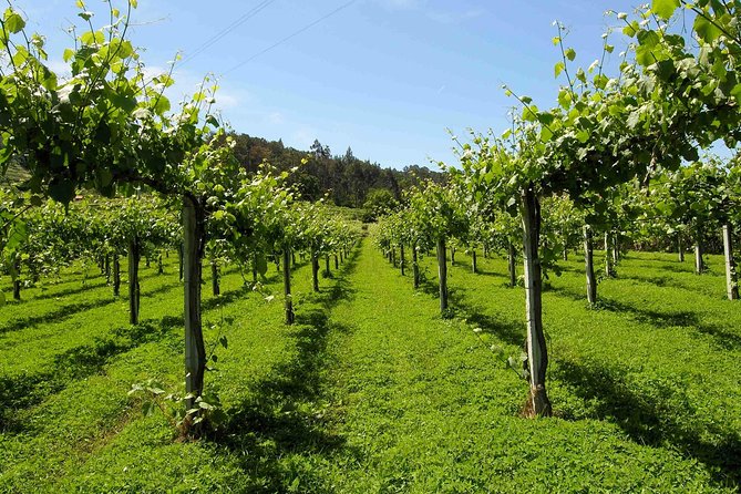 Premium Private Vinho Verde Tour:3 Wineries with Tastings & Lunch - Leaving Porto for the Vinho Verde route