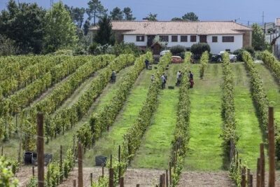 Premium Private Vinho Verde Tour:3 Wineries with Tastings & Lunch