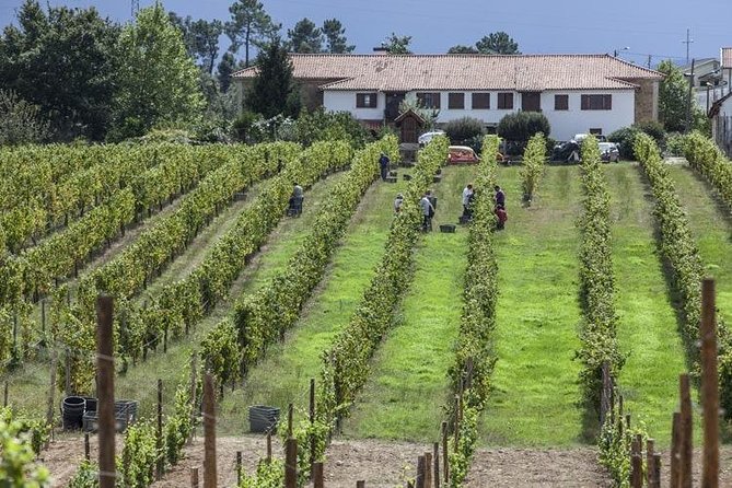 Premium Private Vinho Verde Tour:3 Wineries with Tastings & Lunch - Vineyard and cellar visits at the wineries
