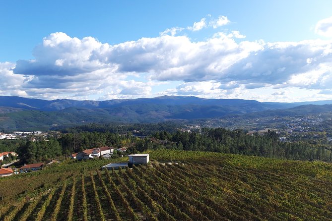 Premium Tasting | Quinta de Santa Cristina Vinho Verde - Following the grapes from reception to bottle