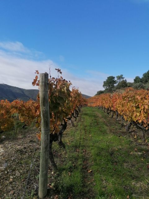 Private Douro Valley 4WD Tour with Wine Tasting and Picnic - The private format and what you pay for