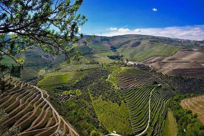 Private Douro Valley - Senses Experiences - Following the N222 through wine country