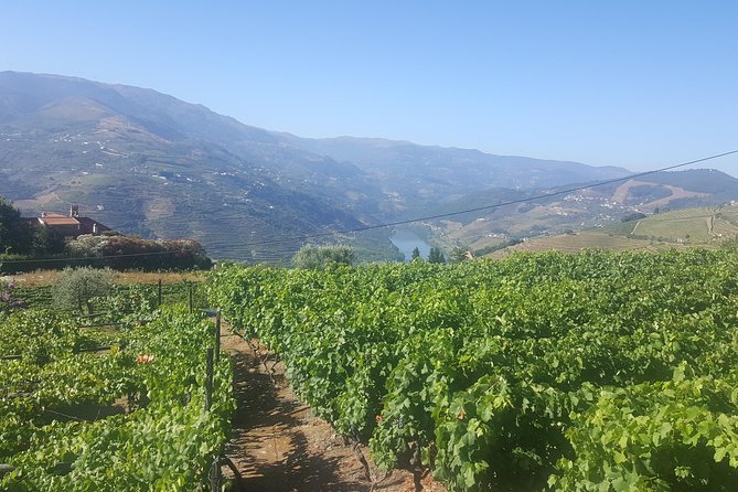 Private Douro Valley - Senses Experiences - A realistic seven to eight hours