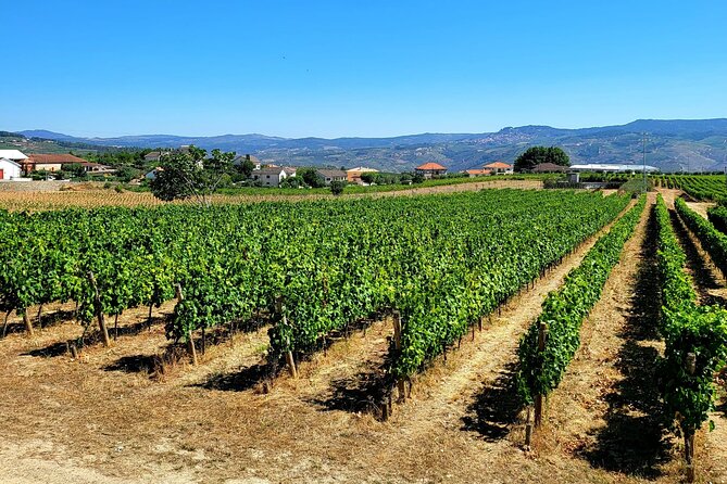 Private Douro Valley Tour (2 wineries + boat) - Lunch in Peso da Régua, with the bill left to you