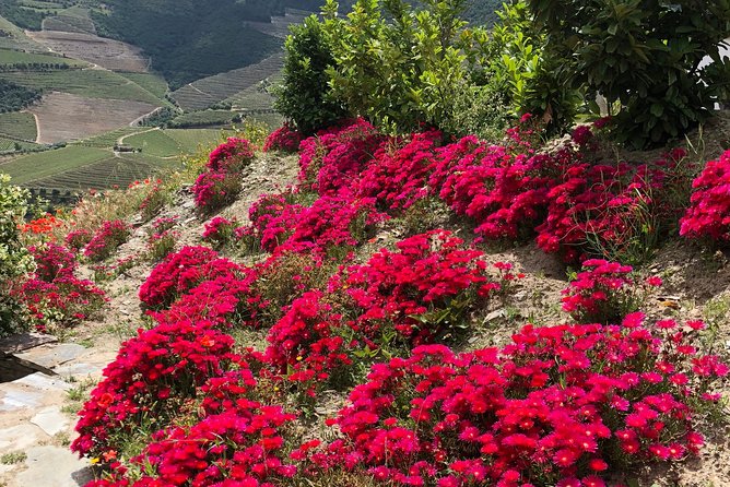 Private Douro Valley Tour Includes Wine Tasting and Boat Tour - What this tour does not promise