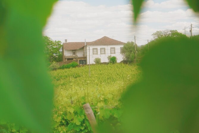 Private Douro Valley Tour with Lunch & Wines - A full day from Porto into wine country