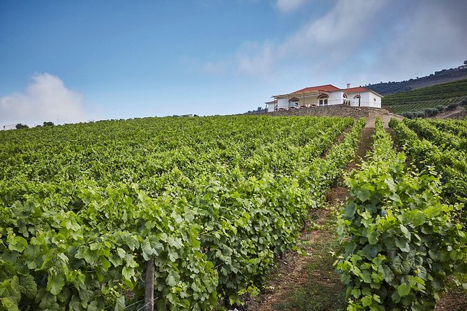 Private Douro Valley visit to three vineyards with Lunch from Porto - A four-course lunch in Sabrosa